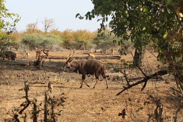 Nyala in South Africa