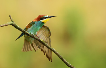Fototapeta premium European bee eater (Merops apiaster)