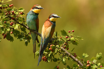 European bee eater (Merops apiaster)