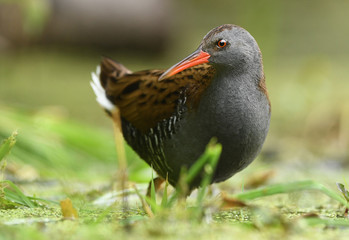 Water Rail (Rallus aquaticus)