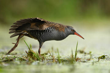 Water Rail (Rallus aquaticus)