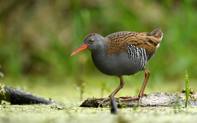 Water Rail (Rallus aquaticus)