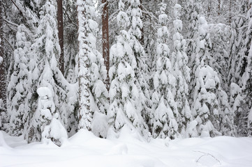 Winter landscape. Snowy boreal forest in Finland.
