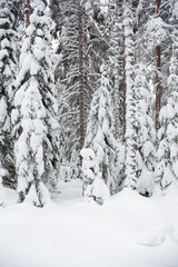 Winter landscape. Snowy boreal forest in Finland.