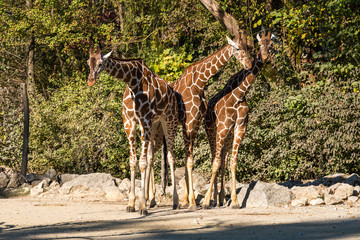 Giraffe - Giraffa camelopardalis