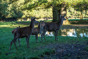 Rotwild - Cervus elaphus