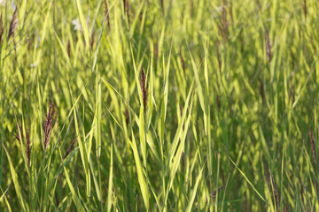 Reed plants in a small lake or swamp