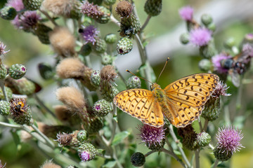  Güzel İnci / Argynnis aglaja /