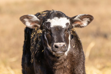 Newborn calf