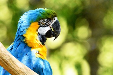 Blue Arara