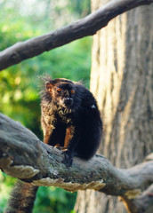 Monkey from Madagascar