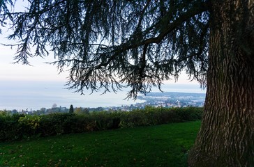 baum mit seeblick