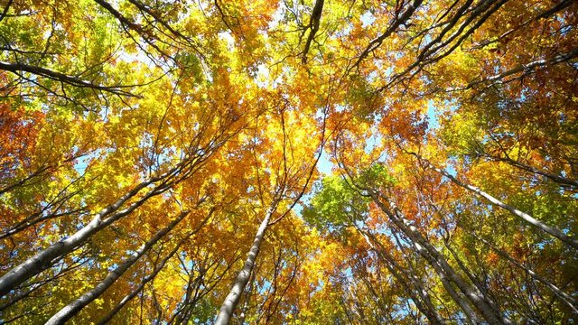 View of maple tree in autumn. Pan shot of beautiful colorful autumn tree tops and leaves swaying in the wind at forest park