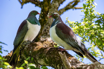 Two wild wood pigeons, or Kereru, perch in a native tree in Canterbury, New Zealand