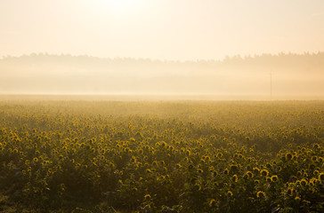 Fototapeta na wymiar fog over the field at sunrise