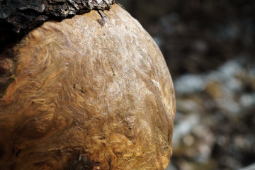 trunk of a tree