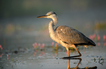 Grey heron (Ardea cinerea)