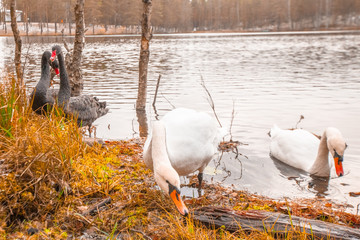 Black and white swans