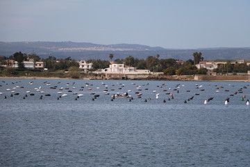 Shellfish farming in the Mediterranean Syracuse, Sicily Italy