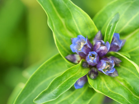 Gentiana cruciata, star gentian or cross gentian, herbaceous perennial flowering plant, Gentianaceae. Close-up on a flower of Gentiana cruciata, top view