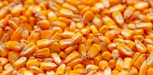 Corn seed kernels heap