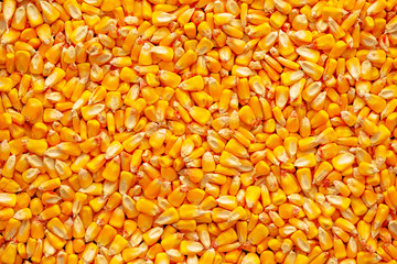Corn seed kernels heap