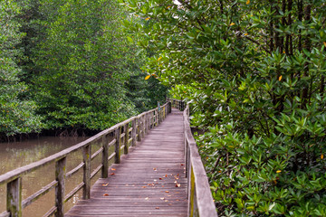 Fototapeta premium Kota Kinabalu Wetland Centre