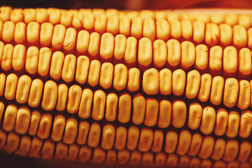 Close up of corn kernels attached to cob