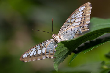 Obraz na płótnie Canvas Penang Butterfly Farm