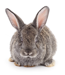 Obraz premium Gray rabbit isolated