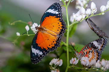 Fototapeta premium Penang Butterfly Farm