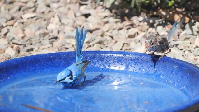 a 180p slow motion shot of a splendid fairy wren pair bathing in a bird bath at a park in new south wales, australia