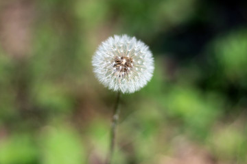 Dandelion taraxacum seed head with blurred background