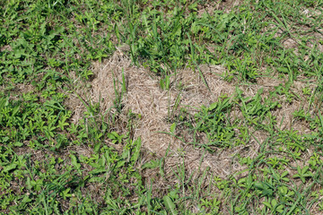 Yellow grass on mowed cut green meadow lawn grass 