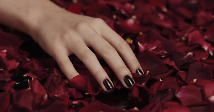 close up woman hand playing with red rose petals sensual female dreaming of intimate fantasy romance indulging desire in valentines day concept