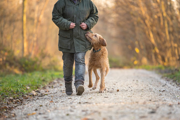old Magyar Vizsla 13 years old. female dog handler is walking with her  odedient old dog on the...