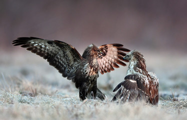 Common buzzards (Buteo buteo) fighting