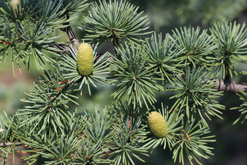 Pine fir tree young green conifer cone detail