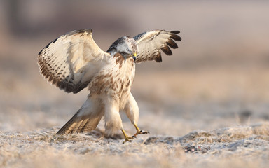 Common buzzards (Buteo buteo)