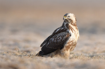 Common buzzards (Buteo buteo)