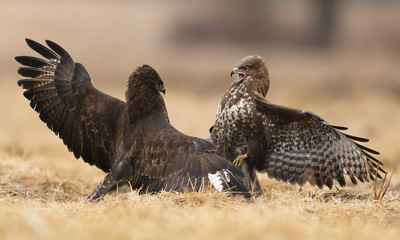 Common buzzards (Buteo buteo) fighting