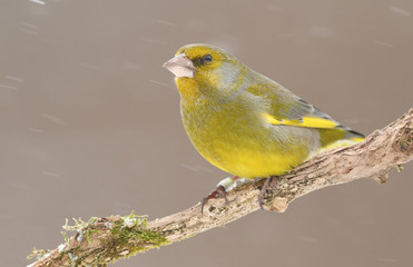 European Greenfinch ( Carduelis chloris )