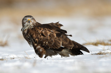 Common buzzards (Buteo buteo)