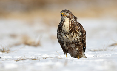Common buzzards (Buteo buteo)