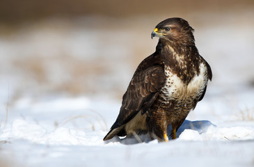 Common buzzards (Buteo buteo)