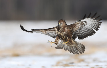 Common buzzards (Buteo buteo)