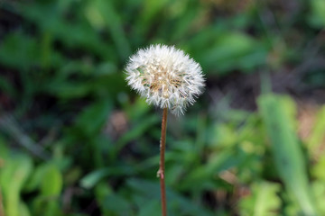 Dandelion taraxacum seed head with blurred background