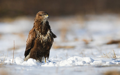 Common buzzards (Buteo buteo)