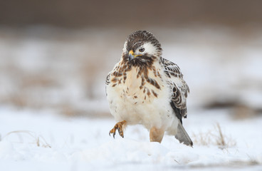 Common buzzards (Buteo buteo)
