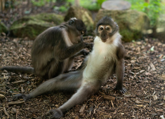 Monkey's ritual of washing